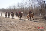 “中国戈壁红驼之乡”迎新那达慕：阴山脚下赛驼驰车庆元旦