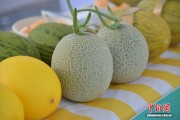 海南成全国最大冬季甜瓜供应基地 产值破百亿