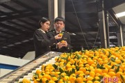 江西南丰蜜桔俏销海外