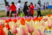 河南省新野县100余万株郁金香花开 姹紫嫣红引游客