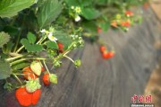 （乡村行·看振兴）山西柳林：草莓映红增收路 “产业路”惠及众乡亲