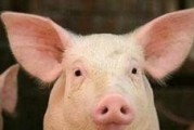 新乡今日最新猪肉价格行情