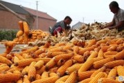 玉米价格自11月下旬到现在持续小幅跌落，知道什么原因吗