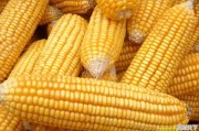 山东济南玉米价格最新行情